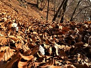 59 Su sentiero stracarico di foglie